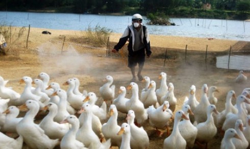 A veterinary worker sprays antiseptic at a duck farm in Quang Nam's Duy Xuyen District to prevent the spread of the H5N1 avian flu virus (Photo: CAND)